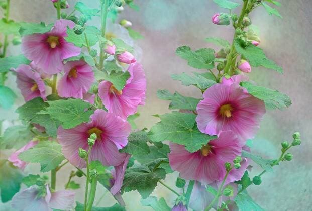  hollyhocks, 25.09.2021, Copyright: xSarnadex Panthermedia23749926