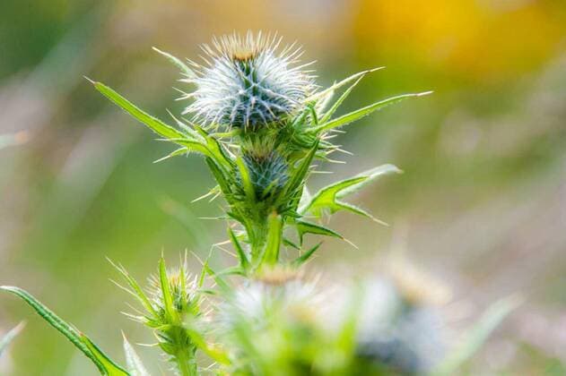  Thistle burrs in the sun with fresh growth, 26.09.2021, Copyright: xexperiencesnwx Panthermedia23955870