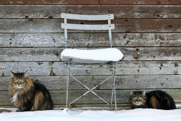  two cats are sitting next to a chair in front of a wooden wall in winter, 26.09.2021, Copyright: xAstrid08x Panthermedia24114654