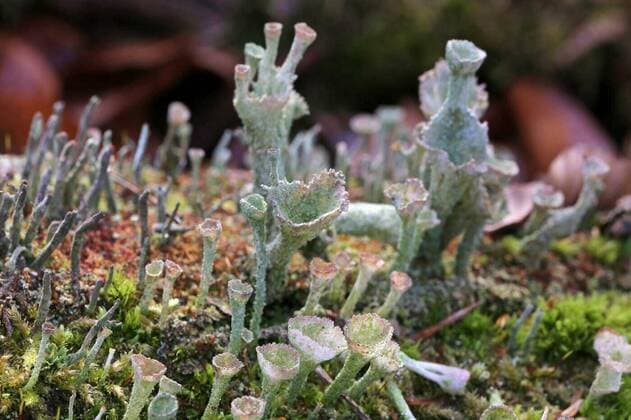  macro trumpet lichen cladonia fimbriata, 26.09.2021, Copyright: xKieferx Panthermedia24194016