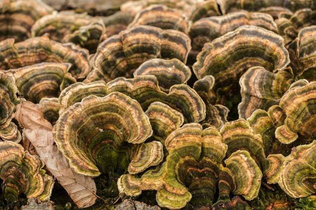  Mushrooms on a tree trunk in the middle of the forest, 26.09.2021, Copyright: xHackisanx Panthermedia24417000