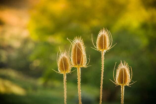  Dried Thistle In Sun, 27.09.2021, Copyright: xSteveBurchx Panthermedia24545158
