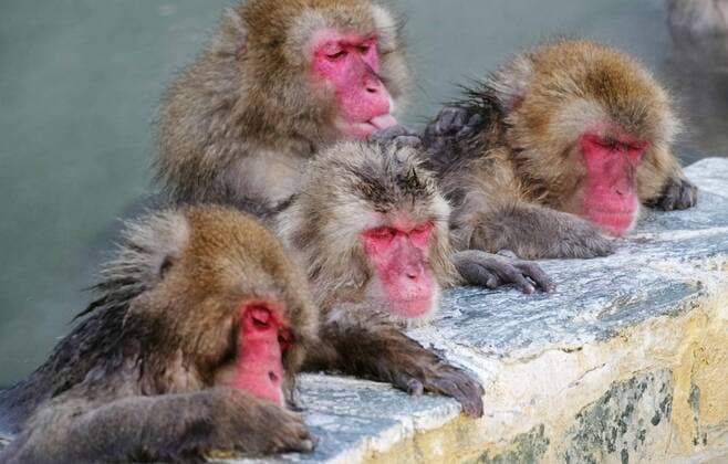 Bilder des Jahres 2022, Entertainment 01 Januar Entertainment Themen der Woche KW02 Entertainment Bilder des Tages Monkeys in northern Japan hot spring Japanese monkeys look relaxed as they soak in a hot spring at the Hakodate Tropical Botanical Garden in Hakodate in Hokkaido, northern Japan, on Jan. 14, 2022.  A14AA0001183021P