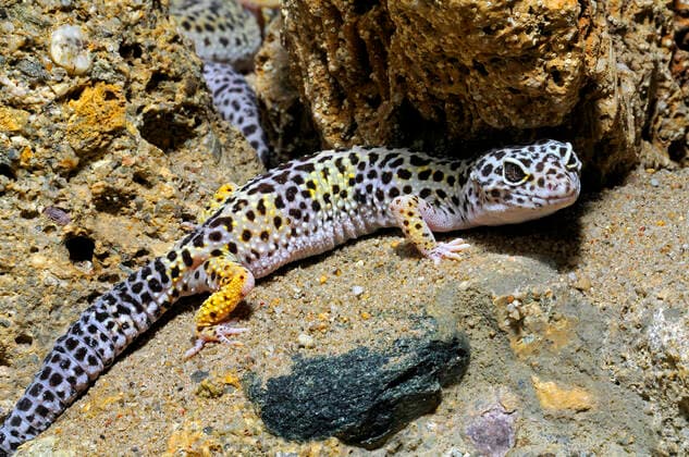Leopard-Gecko, Leopardgecko, Panther-Gecko, Panthergecko (Eublepharis macularius), im Terrarium Leopard gecko (Eublepharis macularius), in a terrarium BLWS659916 *** Leopard gecko, leopard gecko, panther gecko, panther gecko Eublepharis macularius , in a terrarium Leopard gecko Eublepharis macularius , in a terrarium BLWS659916 Copyright: xblickwinkel McPHOTO I.xSchulzx