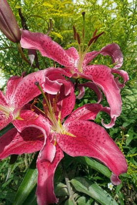 IMAGO Nature: Unsere Erde: Pflanzenwelt: Gepunktete Pflanzen Lilie (Lilium spec.), orientalische Lilien-Hybride im Garten lily (Lilium spec.), lily hybrid in a garden BLWS659713 *** Lily Lilium spec , oriental lily hybrid in a garden lily Lilium spec , lily hybrid in a garden BLWS659713 Copyright: xblickwinkel E.xTeisterx