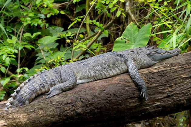 Siam-Krokodil, Siamkrokodil (Crocodylus siamensis), liegt auf einem umgestuerzten Baumstamm, Thailand, Khao Yai Nationalpark Siamese crocodile (Crocodylus siamensis), lying on a fallen tree trunk, Thailand, Khao Yai National Park BLWS659886 *** Siamese crocodile, Siamese crocodile Crocodylus siamensis , lying on a fallen tree trunk, Thailand, Khao Yai National Park Siamese crocodile Crocodylus siamensis , lying on a fallen tree trunk, Thailand, Khao Yai National Park BLWS659886 Copyright: xblickwinkel McPHOTO I.xSchulzx