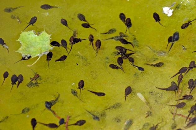 Kleiner Teichfrosch, Kleiner Gruenfrosch, Kleiner Wasserfrosch, Tuempelfrosch (Rana lessonae, Pelophylax lessonae), Kaulquappen des Wasserfrosches, fressen Algen in einem Teich, Deutschland Pool frog, Little waterfrog (Rana lessonae, Pelophylax lessonae), tadpoless of a pool frog feeding algae in a pond, Germany BLWS659917 *** Little pool frog, Little green frog, Little water frog, Tuempelfrosch Rana lessonae, Pelophylax lessonae , tadpoles of a pool frog feeding algae in a pond, Germany BLWS659917 Copyright: xblickwinkel McPHOTO I.xSchulzx