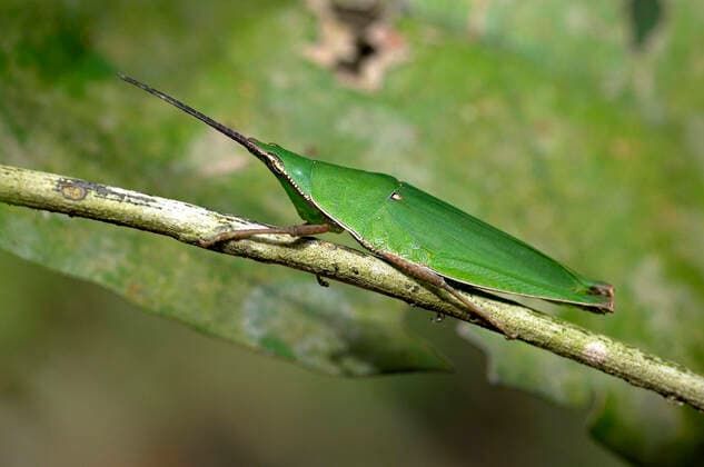 IMAGO Nature: Unsere Erde, Tiere, Tierische Meister der Tarnung Kegelkopfschrecke (Pyrgomorphidae), sitzt auf einem Zweig, Thailand, Khao Yai Nationalpark Pyrgomorphidae (Pyrgomorphidae), sits on a twig, Thailand, Khao Yai National Park BLWS659867 *** Cone-headed cricket Pyrgomorphidae , sits on a twig, Thailand, Khao Yai National Park Pyrgomorphidae Pyrgomorphidae , sits on a twig, Thailand, Khao Yai National Park BLWS659867 Copyright: xblickwinkel McPHOTO I.xSchulzx