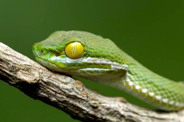 Creative Highlights World Grossaugen-Bambusotter, Grossaugenbambusotter (Trimeresurus macrops, Cryptelytrops macrops), Portraet, Thailand, Khao Yai Nationalpark Kramer s Pit Viper, Large-eyed pitviper, Dark Green Pit Vipe (Trimeresurus macrops, Cryptelytrops macrops), portrait, Thailand, Khao Yai National Park BLWS659884 *** Large eyed bamboo viper, Large eyed pit viper Trimeresurus macrops, Cryptelytrops macrops , Portraet, Thailand, Khao Yai National Park Kramer s Pit Viper, Large eyed pit viper, Dark Green Pit Vipe Trimeresurus macrops, Cryptelytrops macrops , portrait, Thailand, Khao Yai National Park BLWS659884 Copyright: xblickwinkel McPHOTO I.xSchulzx