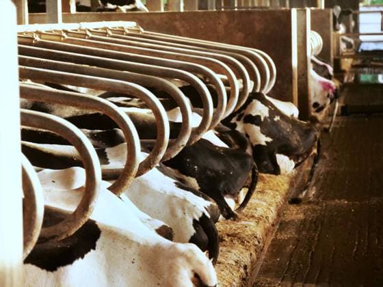 Milchkuehe auf einer Milchviehanlage mit Gruppenhaltung im Offenstall in Niedersachsen. Milchkuh *** Dairy cows on a dairy farm with group housing in open stall in Lower Saxony dairy cow