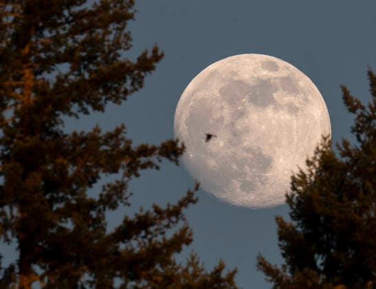 Bilder des Jahres 2022, News 01 Januar News Themen der Woche KW02 News Bilder des Tages January 15, 2022, Elkton, Oregon, USA: The nearly full moon rises behind a screen of Douglas fir trees on a hillside near Elkton in rural western Oregon. The full moon in January will be on Monday evening, Jan. 17. The January full moon is often called the Wolf Moon, according to the Old Farmer s Almanac. Elkton USA - ZUMAl31_ 20220115_zaf_l31_001 Copyright: xRobinxLoznakx