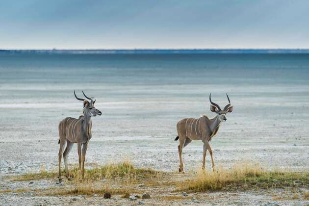 IMAGO Nature: Unsere Erde, Tiere, Gestreifte Tierarten  Großer Kudu (Tragelaphus strepsiceros), eine Gruppe männlicher Tiere an einer Lecke am Rande der Salzpfanne, Etosha National Park, Namibia, Afrika *** Greater kudu Tragelaphus strepsiceros , a group of males at a lick on the edge of the salt pan, Etosha National Park, Namibia, Africa. Copyright: imageBROKER/MatthiasxGraben ibxdrn07225896.jpg