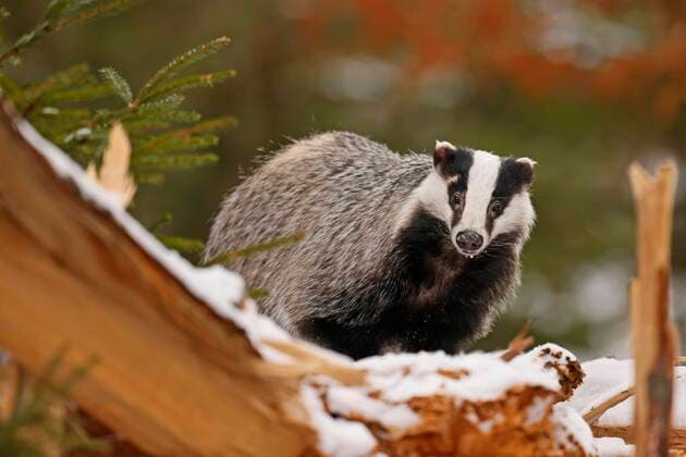 IMAGO Nature: Unsere Erde, Tiere, Gestreifte Tierarten  Europäischer Dachs (Meles meles), auf einem verschneiten Baumstamm, Tschechien, Europa *** European badger Meles meles , on a snowy tree trunk, Czech Republic, Europe Copyright: imageBROKER/RonaldxWittek ibxron07219897.jpg