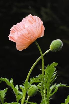 Orientalischer Mohn, Tuerkenmohn, Tuerken-Mohn, Tuerkischer Mohn (Papaver orientale), Bluete und Knospen Oriental poppy (Papaver orientale), flower and flower buds BLWS660002 *** Oriental poppy, Turkish poppy, Turkish poppy Papaver orientale , flower and flower buds Oriental poppy Papaver orientale , flower and flower buds BLWS660002 Copyright: xblickwinkel McPHOTO I.xSchulzx