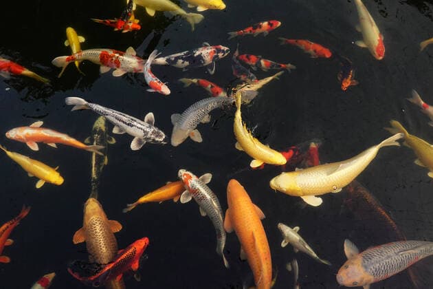 21.08.2021, Roedinghausen, Nordrhein-Westfalen, GER - Koikarpfen schwimmen in einem Teich. (Aufsicht, aussen, Aussenaufnahme, Brokatkarpfen, deutsch, Deutschland, Draufsicht, Edelfische, Europa, europaeisch, Fische, Fischschwarm, Goldfische, Karpfen, Koi, Koi-Karpfen, Koikarpfen, Kois, Natur, niemand, Nishikigoi, Nordrhein-Westfalen, QF, Querformat, Roedinghausen, Schwarm, See, Suesswasserfische, Teich, Tiere, Tierreich, Tierwelt, Vogelperspektive, Wasser, Westeuropa, Wirtschaft, Zierkarpfen, Zuchtkarpfen) 210821D037ROEDINGHAUSEN.JPG *** 21 08 2021, Roedinghausen, North Rhine Westphalia, GER Koi carp swimming in a pond top view, outside, exterior shot, brocade carp, german, germany, top view, noble fish, europe, european, fish, school of f