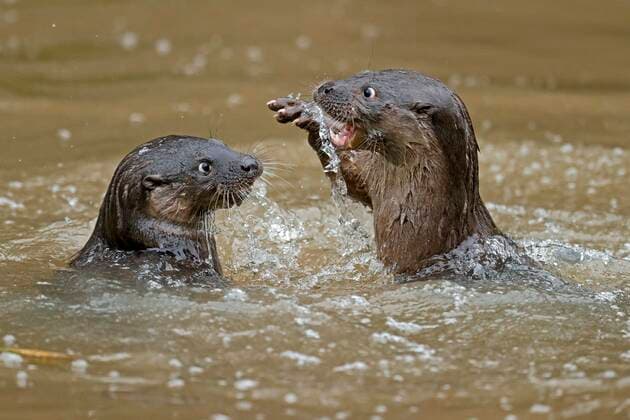 Creative Highlights World Zwei junge Europäischer Fischotter (Lutra lutra), spielen in einem Teich, captive Copyright: imageBROKER RonaldxWittek ibxron07239406.jpg