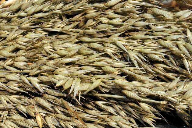 IMAGO Nature: Unsere Erde, Klimawandel, Ernährung, Pflanzen der Zukunft, Hafer Saat-Hafer, Saathafer, Hafer, Echter Hafer (Avena sativa), Haferaehren Cultivated oat, Common oat (Avena sativa), oat ears BLWS660115 *** Seed Oats, Seed Oats, Oats, Common Oats Avena sativa , Oat ears Cultivated oat, Common oat Avena sativa , oat ears BLWS660115 Copyright: xblickwinkel McPHOTO I.xSchulzx