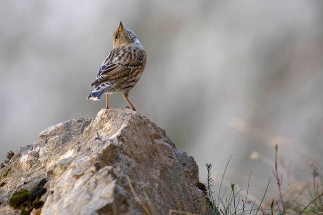 Creative Highlights World Alpenbraunelle, Alpen-Braunelle (Prunella collaris), sitzt auf einem Stein und schaut nach oben, Spanien, Cantabria Alpine accentor (Prunella collaris), perched on a stone looking up, Spain, Cantabria BLWS660383 *** Alpine accentor Prunella collaris , perched on a stone looking up, Spain, Cantabria Alpine accentor Prunella collaris , perched on a stone looking up, Spain, Cantabria BLWS660383 Copyright: xblickwinkel W.xPattynx