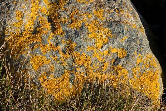 Creative Highlights World Flechte auf Stein, Naturschutzgebiet Geltinger Birk, Geltinger Bucht, Schleswig-Holstein, Deutschland, Europa *** Lichen on stone, nature reserve Geltinger Birk, Geltinger Bay, Schleswig Holstein, Germany, Europe Copyright: imageBROKER/SiegfriedxKuttig ibxshg07235816.jpg