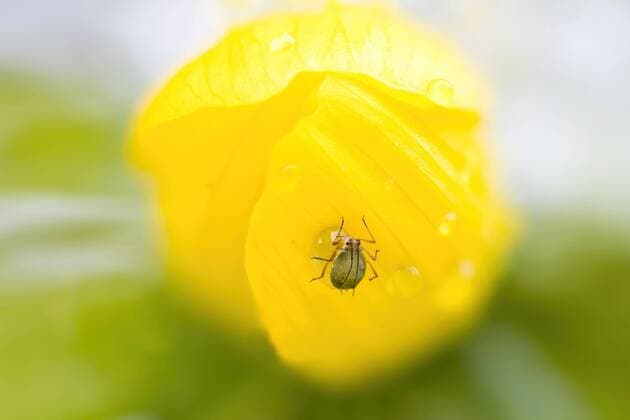  Blattlaus (Aphidoidea) auf Blüte des Winterlings (Eranthis hyemalis) *** Aphid Aphidoidea on flower of winterling Eranthis hyemalis Copyright: imageBROKER/WilfriedxMartin ibxwma07598232.jpg