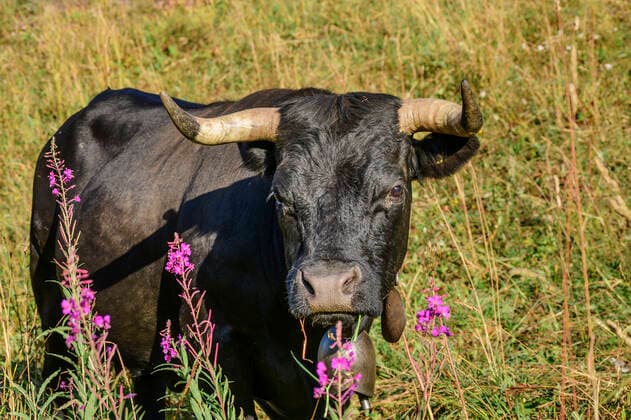 Black cow standing by fireweed plants in field at Vanoise National Park, France, ANSF00190