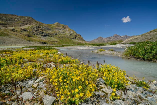 Growth of yellow wildflowers by lakeshore on sunny day at Vanoise National Park, France, ANSF00192
