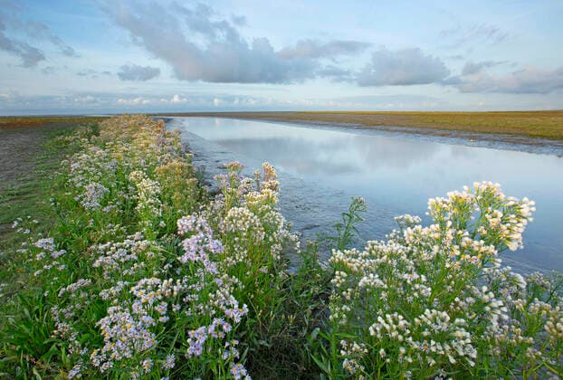 IMAGO Nature: Unsere Erde, Pflanzen: Bedrohte Planzenarten in Deutschland Salzaster, Salz-Aster, Strand-Aster, Strandaster (Aster tripolium, Tripolium vulgare), Salzastern im Watt im Abendlicht, Niederlande, Friesland Sea aster (Aster tripolium, Tripolium vulgare), Sea Aster in the Wadden sea in evening light, Netherlands, Frisia BLWS660445 *** Salt aster, salt aster, beach aster, beach aster Aster tripolium, Tripolium vulgare , salt aster in the Wadden sea in evening light, Netherlands, Friesland Sea aster Aster tripolium, Tripolium vulgare , Sea Aster in the Wadden sea in evening light, Netherlands, Frisia BLWS660445 Copyright: xblickwinkel W.xPattynx