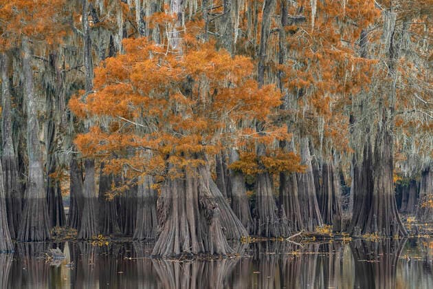 USA, South, Louisiana, Atchafalaya basin, Bald Cypress swamp, 