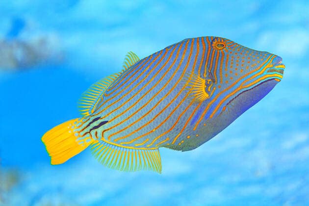 IMAGO Nature: Unsere Erde, Tiere, Gestreifte Tierarten Closeup of exotic big orange lined triggerfish with orange stripes and small fin swimming in deep clear water of red sea ArturoVigil_RedSea_133.jpg Copyright: xArturoxVigilx Model Released