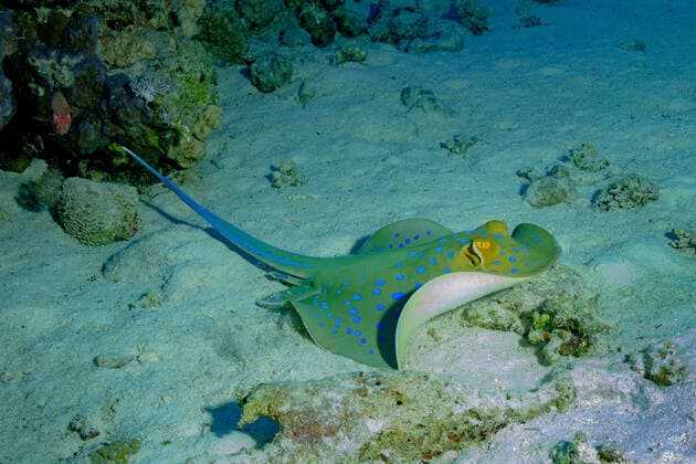 Underwater scenery of coral reefs with blue spotted ribbontail ray on sandy bottom of Red Sea ArturoVigil_RedSea_140.jpg Copyright: xArturoxVigilx Model Released