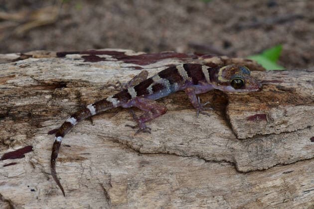 IMAGO Nature: Unsere Erde, Naturschutz, Naturschutzgebiete in Asien (220126) -- PHNOM PENH, Jan. 26, 2022 -- Photo taken on July 19, 2019 shows a bent toed gecko in the Prey Lang Wildlife Sanctuary in Cambodia. A bent toed gecko and a Cardamom leaf-litter frog in Cambodia are among the 224 newly discovered species in the Greater Mekong subregion in 2020, said a World Wildlife Fund s (WWF) report released on Wednesday. ( Handout via Xinhua) CAMBODIA-PHNOM PENH-NEW SPECIES-GREATER MEKONG ThyxNeang WWF 