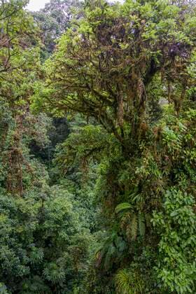 Creative Highlights World Regenwald im Selvatura Park von einer Hängebrücke aus gesehen, Monteverde, Provinz Guanacaste, Costa Rica, Mittelamerika *** Rainforest in Selvatura Park seen from a suspension bridge, Monteverde, Guanacaste Province, Costa Rica, Central America. Copyright: imageBROKER/ChristianxHandl ibxhan07893899.jpg