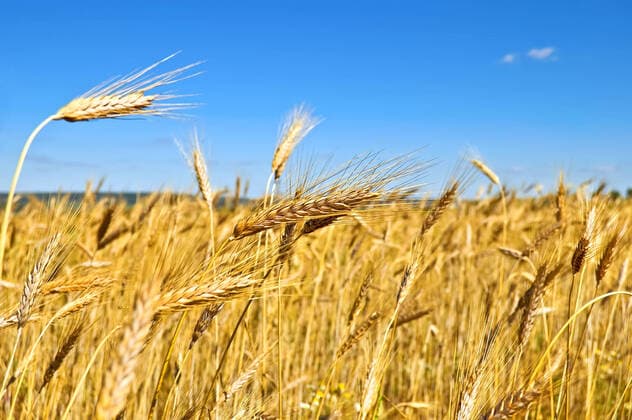 Golden ears of wheat against a blue sky Copyright: xkostrezx 2617293