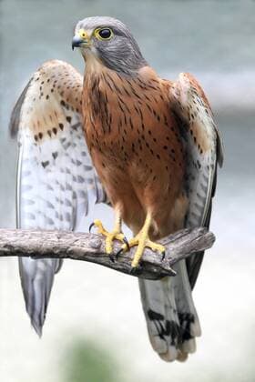 Rock kestrel bird of prey resting on a branch with wings open Copyright: xx 3089187