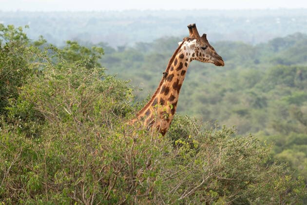 Creative Highlights World Baringo Giraffe (Giraffa camelopardalis), Murchison Falls National Park, Uganda Copyright: xx 39947106