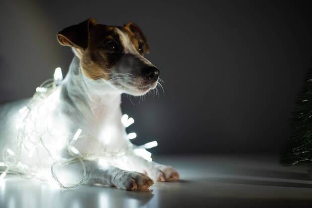 Jack russell terrier dog on a garland next to a small tabletop artificial tree on christmas eve Jack russell terrier dog on a garland next to a small tabletop artificial tree on christmas eve. Copyright: xx 42902442
