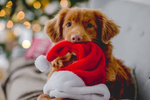 Toller retriever in Christmas time Toller retriever dog in Christmas time holding Santa hat in his teeth and lying on sofa at home with New Year festive decoration. Doggy pet and Xmas atmosphere Copyright: xx 43307228