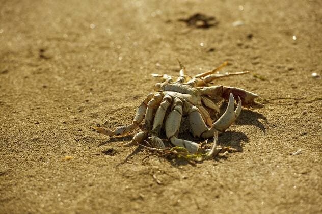 Creative Highlights World Dead Crab - Crab Skeleton on the Beach. Copyright: xx 43492318