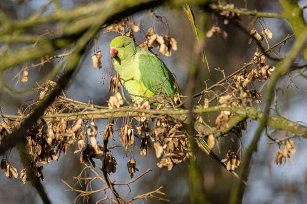 Wildlife With Birds Spotted Near Urban Environment In The Netherlands The rose-ringed parakeet - Psittacula krameri, also known as the ring-necked parakeet, is a medium-sized parrot in the genus Psittacula, of the family Psittacidae. It has disjunct native ranges in Africa and the Indian Subcontinent, and is now introduced into many other parts of the world where feral populations have established themselves and are bred for the exotic pet trade. One of the few parrot species that have successfully adapted to living in disturbed habitats. The number of ring necked parakeets in the central urban part of the Netherlands has almost doubled to some 22,000 in 10 years, according to a count by volunteers on behalf of bird research group Sovon Vog  Copyright: xNicolasxEconomoux originalFilename: economou-wildlife220129_np0pq.jpg