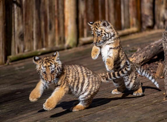 Bilder des Jahres 2022, Entertainment 01 Januar Entertainment Themen der Woche KW04 Entertainment Bilder des Tages Junge sibirische Tiger im Safari Park in Kunming (220130) -- KUNMING, Jan. 30, 2022 -- Two Siberian tiger cubs play at Yunnan Wild Animal Park in Kunming, southwest China s Yunnan Province, Jan. 30, 2022. ) CHINA-YUNNAN-TIGER CUBS (CN) ChenxXinbo 