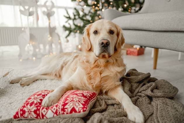 Golden retriever dog in Christmas time Golden retriever dog in Christmas time lying on floor in room with festive XMas tree on background. Doggy pet at home in New Year Copyright: xx 43884434