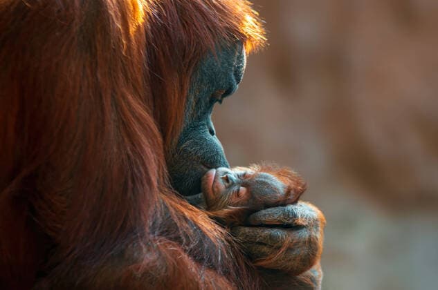 IMAGO Creative: UN Welt-Habitat-Tag am 3. Oktober orangutan mother cares for her baby a orangutan mother cares for her baby Leipzig Germany Copyright: xMarioxPlechatyx 43987188