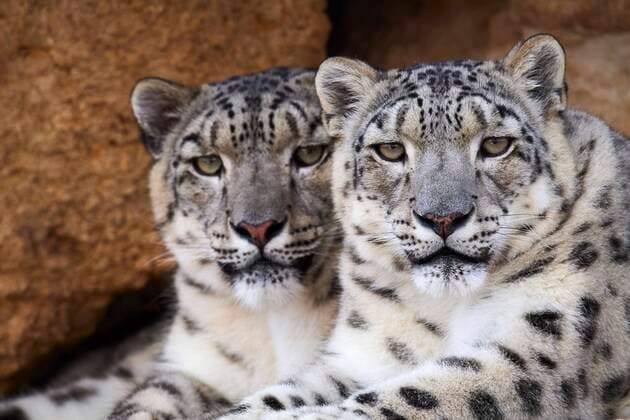 Unsere Erde: Natur, Tiere, Artenschutz, Seltene Tierarten Schneeleopard (Panthera uncia) captive, auf einem Felsen ruhend. BioParc Doué la Fontaine, Frankreich, Europa Copyright: imageBROKER/EricxBaccega iblecb07176686.jpg