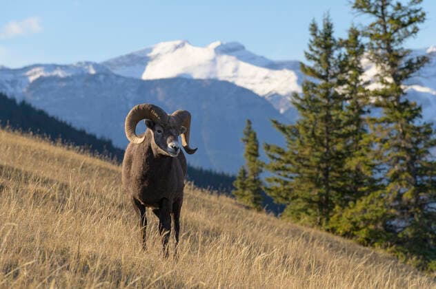 Rocky Mountain Bighorn Sheep Ram (Ovis canadensis), Jasper National Park, UNESCO World Heritage Site, Alberta, Canadian Rockies, Canada, North America Copyright: JonxReaves 1241-316