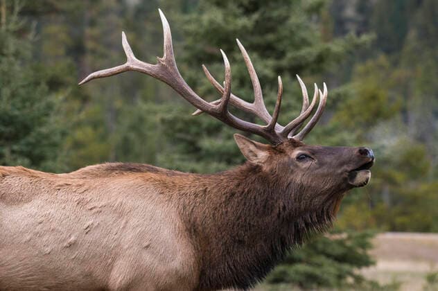 Wild Elk (Wapiti) (Cervus canadensis) bugling during the autumn rut, Jasper National Park, UNESCO World Heritage Site, Alberta, Canadian Rockies, Canada, North America Copyright: JonxReaves 1241-325
