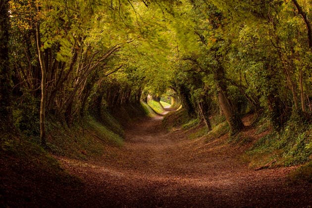 Tree tunnel with autumn colours at Halnaker Mill, Sussex, England, United Kingdom, Europe Copyright: EdxHasler 1284-251