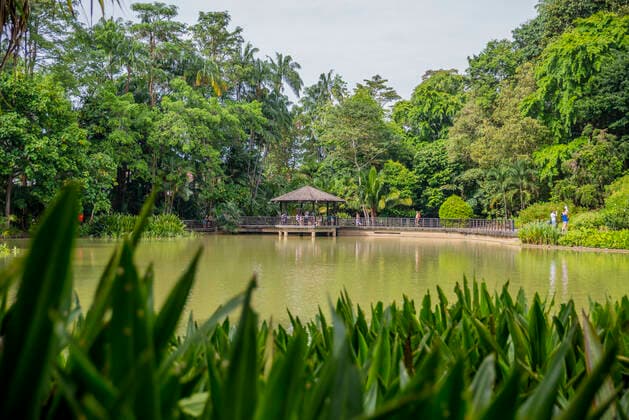 Singapore Botanic Gardens, Singapore, Southeast Asia, Asia Copyright: KatexHockenhull 1341-328