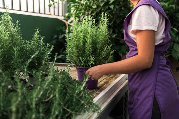 Midsection of female owner carrying potted plant in garden center Spain, Andalucia, model released, property released Copyright: xMaskotx , MA91542