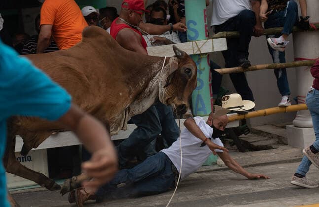 Mexiko, Fest zu Ehren der Virgen de la Candelaria wird mit Stierhatz begangen February 1, 2022: Thousands of residents gather to celebrate Candelaria with the traditional bullfight. In this festivity, the bulls are usually killed and injured despite the warnings of the authorities. This party was not celebrated for a year due to the Covid 19 pandemic. - ZUMAqp1_ 20220201_zip_qp1_025 Copyright: xHectorxAdolfoxQuintanarxPerezx