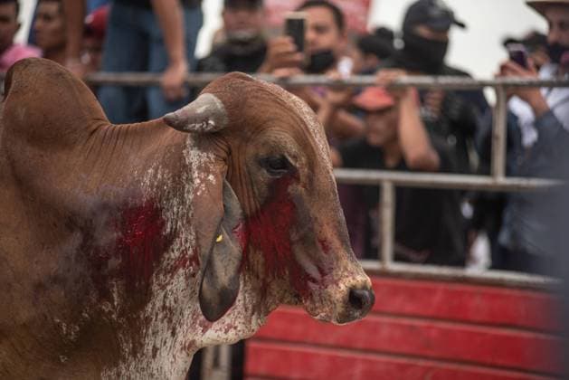 Mexiko, Fest zu Ehren der Virgen de la Candelaria wird mit Stierhatz begangen February 1, 2022: Thousands of residents gather to celebrate Candelaria with the traditional bullfight. In this festivity, the bulls are usually killed and injured despite the warnings of the authorities. This party was not celebrated for a year due to the Covid 19 pandemic. - ZUMAqp1_ 20220201_zip_qp1_029 Copyright: xHectorxAdolfoxQuintanarxPerezx